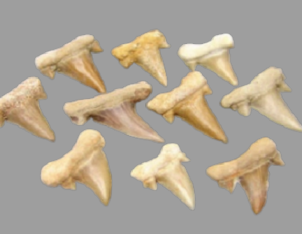 Dente Tubarão